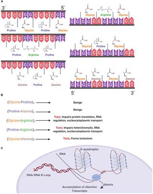 Mechanisms of Immune Activation by c9orf72-Expansions in Amyotrophic Lateral Sclerosis and Frontotemporal Dementia